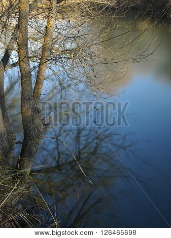 A leafless tree on the bank of a river
