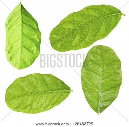 Green leaves of lemon tree, isolated on white
