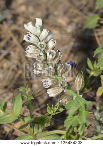 Snowy Bellavalia - Bellavalia nivalis Spring flowering bulb from Cyprus
** Note: Shallow depth of field