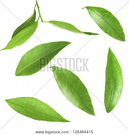 Green citrus leaves, isolated on white