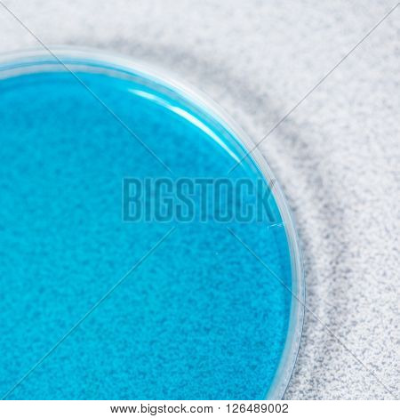 Petri Plate With Microorganisms
