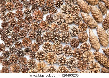 Pine cones on a white wooden background
