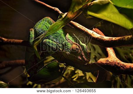 ?hameleon lizard on a tree branch at a terrarium in a zoo
** Note: Soft Focus at 100%, best at smaller sizes
