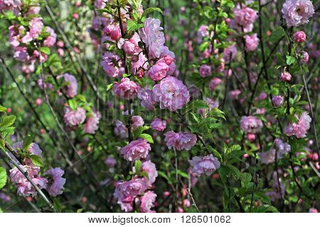 Flowering Bush Luizeaniya Tri Whole Strewn With Pink Double Flowers.
