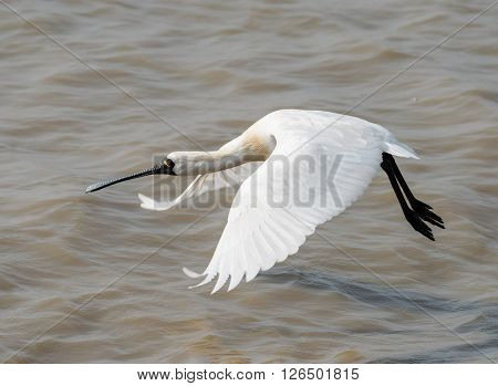 Black-faced Spoonbill
