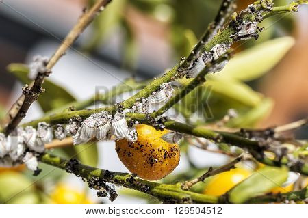 Pest Mealybug Closeup On The Citrus Tree.