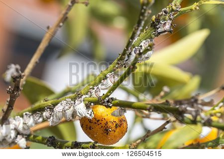 Pest Mealybug Closeup On The Citrus Tree.