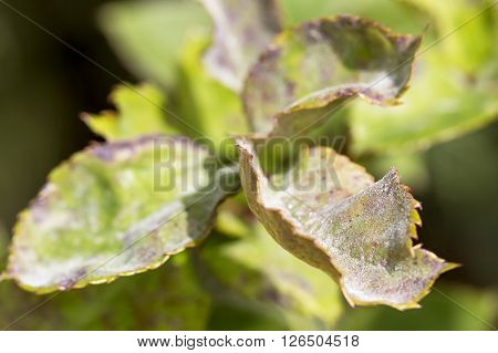 Pests plants diseases. Powdery mildew close up.
