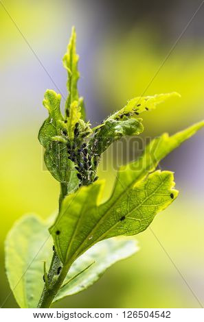 Pests, Plants Diseases. Aphid Close-up On A Plant.