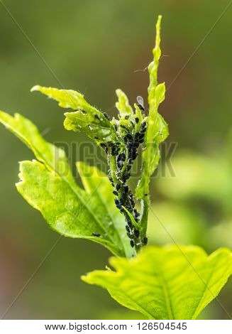 Pests, Plants Diseases. Aphid Close-up On A Plant.