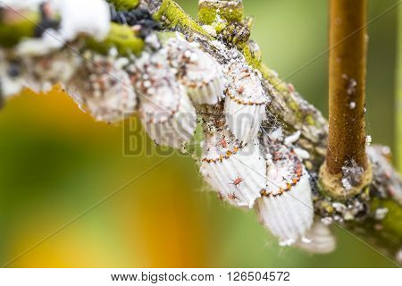 Pest Mealybug Closeup On The Citrus Tree