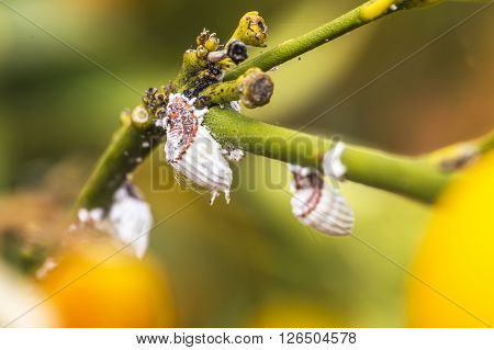 Pest Mealybug Closeup On The Citrus Tree