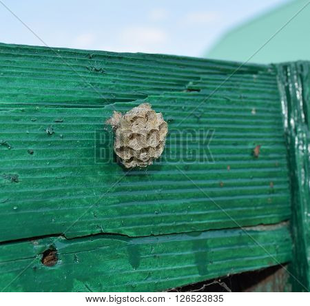 Vespiary