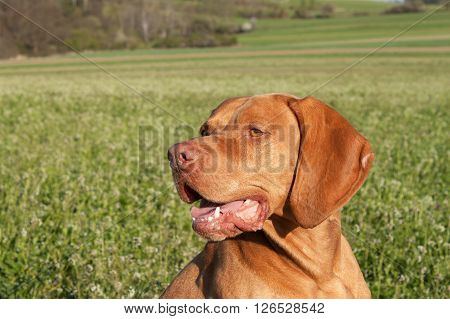 Hungarian hunting hound on a greenfield site. Spring sunny day on hunting with dogs. Viszla on a green field. Hound.