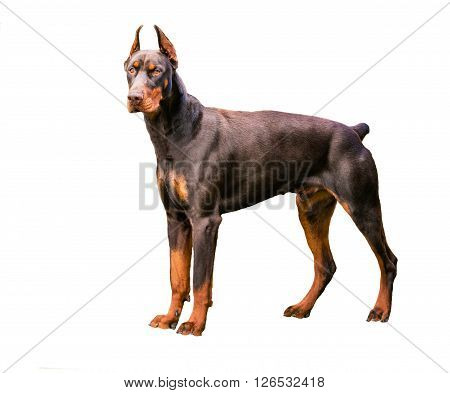 Doberman Pinscher brown on white. The Doberman Pinscher is on the white background.