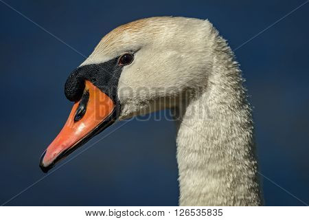 Head of Mute swan (Cygnus olor) against blue water