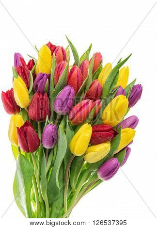 Tulip flowers. Bouquet of resh spring blooms isolated on white background