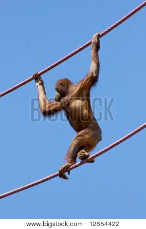 Tırmanma orangutan portre