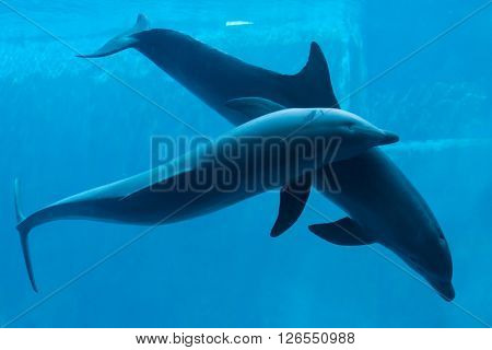 Common bottlenose dolphins (Tursiops truncatus). Wild life animal. 