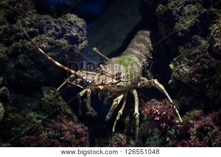 Common spiny lobster (Palinurus elephas), also known as the Mediterranean lobster. Wild life animal. 