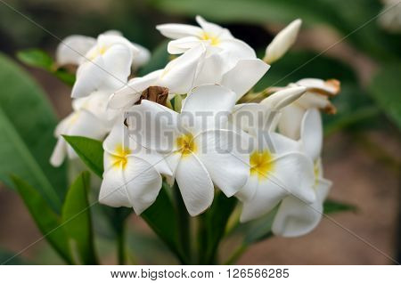 Group of white Plumeria flower (science name Plumerieae P. rubra)