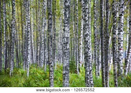 slender white birch in a summer forest and green grass
** Note: Visible grain at 100%, best at smaller sizes