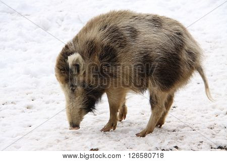 Single wild pig on the snowy courtyard