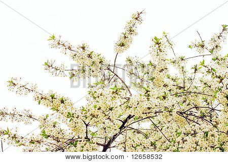 Jarní větev stromu sakura v květu krásné