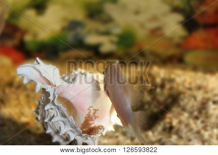 little yellow fish to lay eggs in the shell