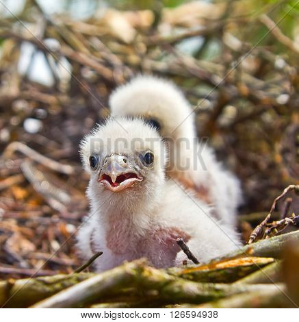 White Fluffy Chicks Of Hobby - Very Unsimilar To Terrible Falcon