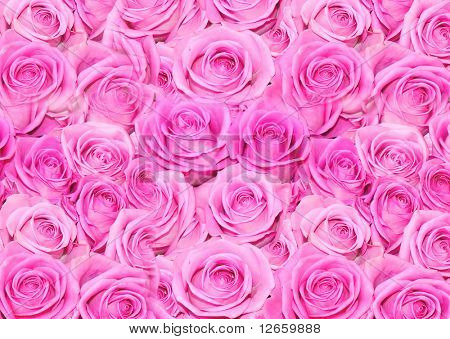 พื้นหลังดอกกุหลาบ