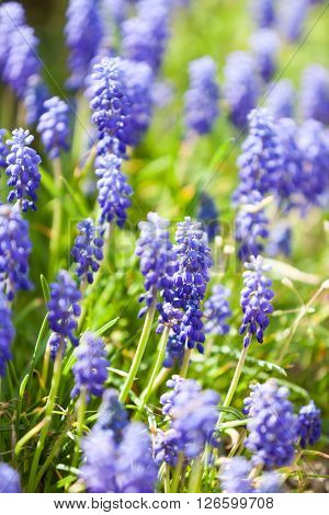 Grape Hyacinth Or Pink Lilac In Nature