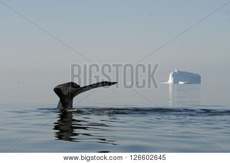 Humpback Whale tail with iceberg on backgrownd