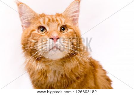 Cat and a gold fish, maine coon kitten 9 months old, isolated over white