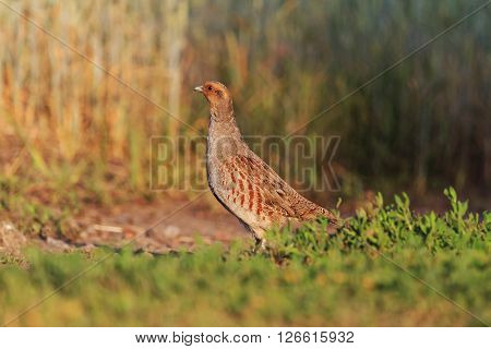 partridge at sunrise, hunting trophy, caring for the chicks, spring singing