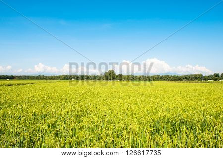agricultural field, nature and agriculture farming series
