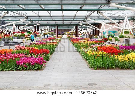 Lisse, Netherlands - April 4, 2016: Colorful tulips flower blossom and people taking photos in pavilion of dutch spring garden Keukenhof, Lisse, Netherlands.
