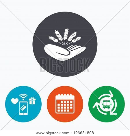 Agriculture insurance sign icon. Hand holds wheat. Protection against crop failure and drought. Mobile payments, calendar and wifi icons. Bus shuttle.