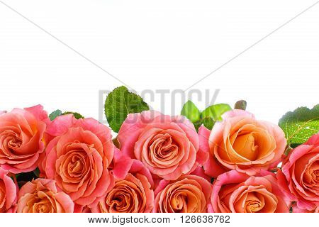 bouquet of pink roses isolated on white