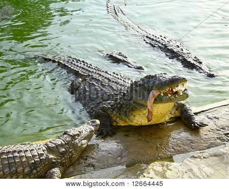 croks