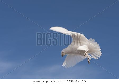 Snowy Sheathbill on the blue sky in Antarctica