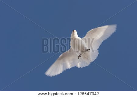 Snowy Sheathbill on the blue sky in Antarctica