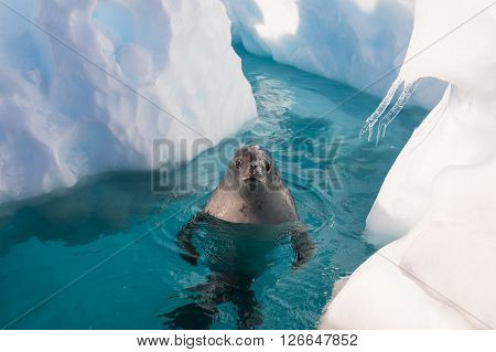 Crabeater seal in the water in Antarctica