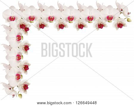 Delicate floral background. White orchids. Macro. Isolated