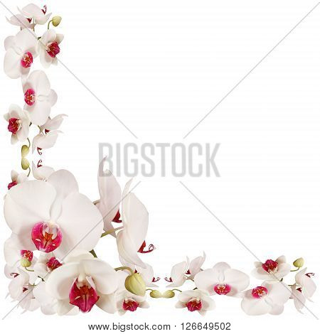 Delicate floral background. White orchids. Macro. Isolated