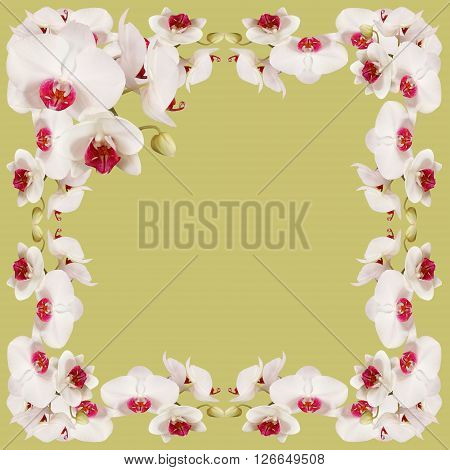 Delicate floral background. White orchids. Macro. Isolated