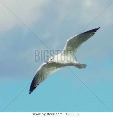 Seagull6
