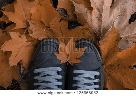 Women's shoes in yellow leaves top view is painted