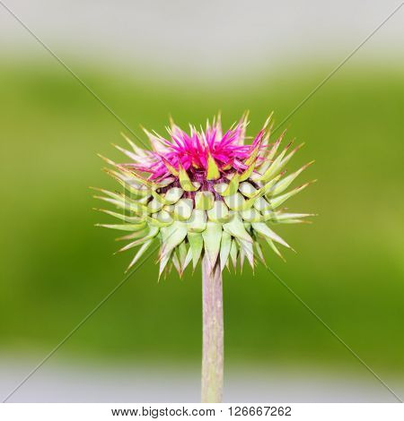 Blossoming Scotch Thistle (Onopordum acanthium) with Pink Flowers.