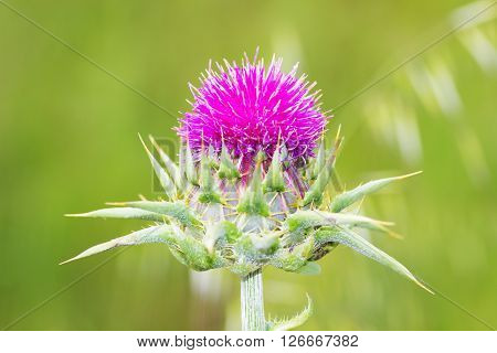 Blossoming Scotch Thistle (Onopordum acanthium) with Pink Flowers.